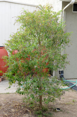 Duranta erecta