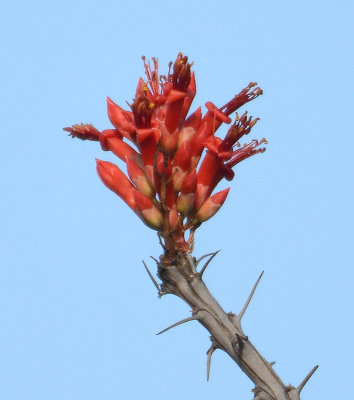 Ocotillo - Foquieria splendens