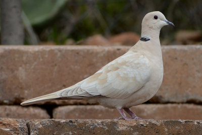 Eureasian Collared Dove - Santee