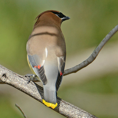 Cedar Waxwing