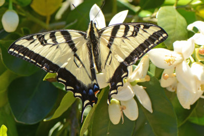 Western Tiger Swallowtail