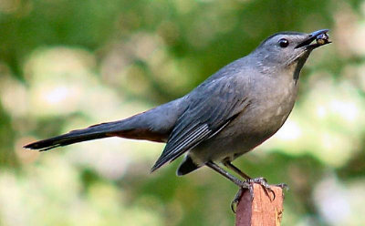 Gray Catbird