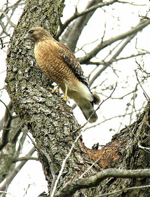 Nest blown down - April 5