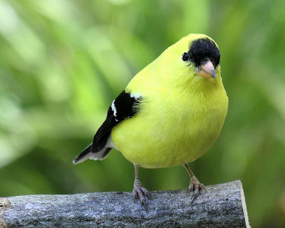 American Goldfinch male April