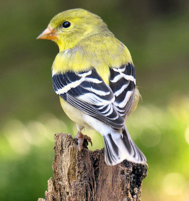 American Goldfinch female May