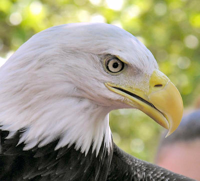 Sutton Avian Research Center Picnics