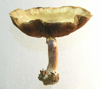 Mushroom mature - 01-JUN-2005
