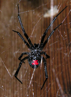 Southern Black Widow Spider female  - Venomous!