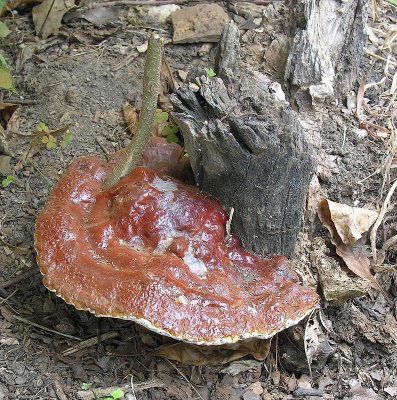 Shelf Mushroom mature 15-JUL-2005