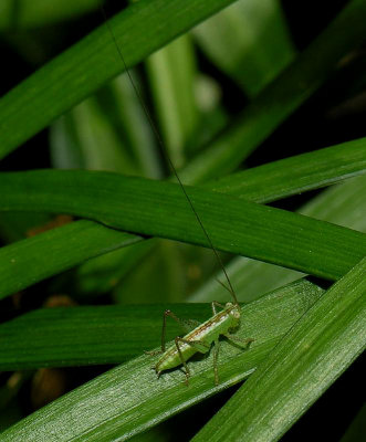 Small Grasshopper - long antenna