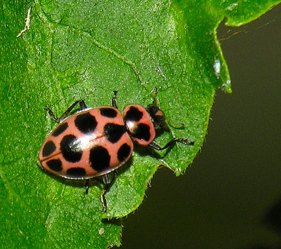 Spotted Lady Beetle