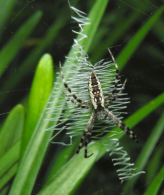 Black and Yellow Argiope juvenile