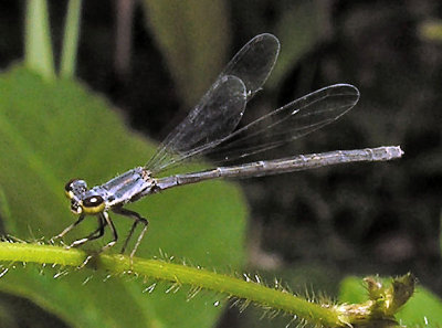 Female