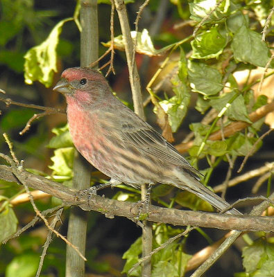 House Finch  male  October