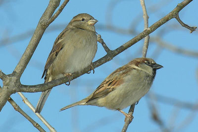 House Sparrows