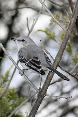 Northern Mockingbird