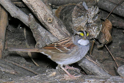 White-throated Sparrow