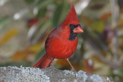 Northern Cardinal male