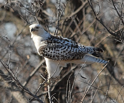 Red-tailed Hawk - Krider's hawk