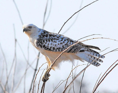 Red-tailed Hawk - Krider's Hawk