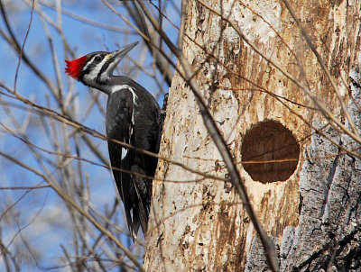 Pileated Woodpecker female