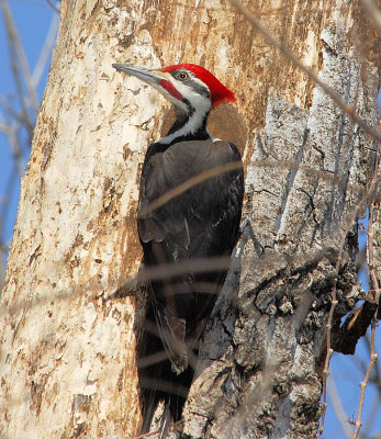 Pileated Woodpecker male 1