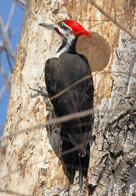 Pileated Woodpecker male 3
