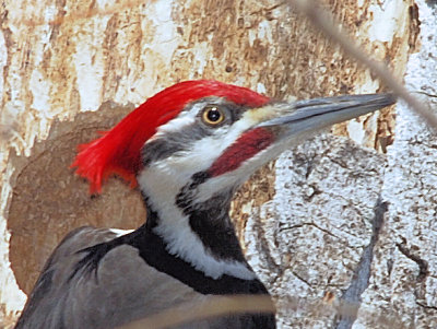 Pileated Woodpecker male -  100% crop