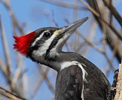 Pileated Woodpecker female -  100% crop