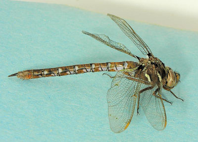 Springtime Darner