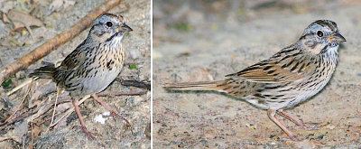 Lincolns Sparrows