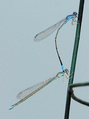 Turquoise Bluets