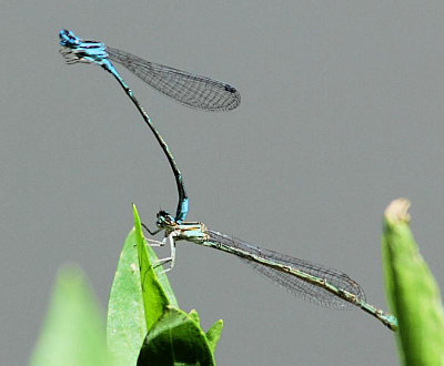 Probably Turquoise Bluets