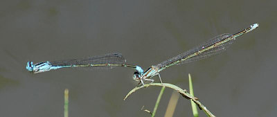 Turquoise Bluets