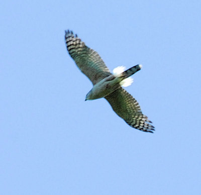 Cooper's Hawk