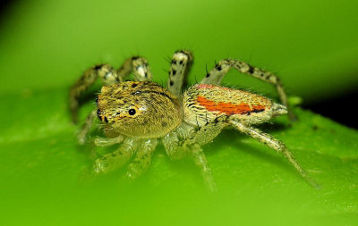 Maevia inclemens - Dimorphic Jumping Spider ??