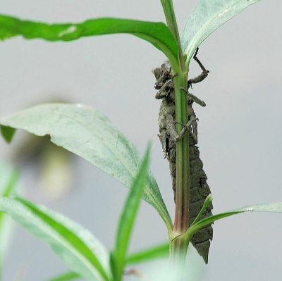 Dragonfly Larval Shell   2