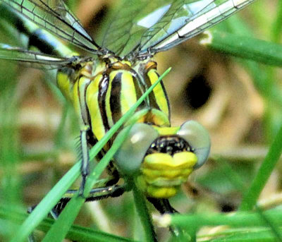 Sulfur-tipped Clubtail