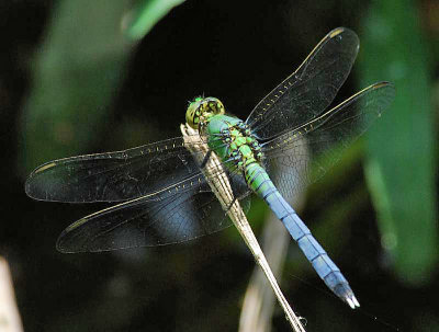 Young male