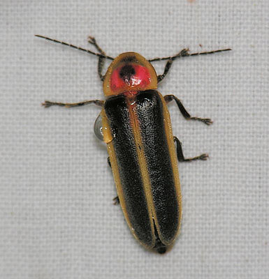 Common Eastern Firefly