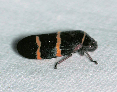 Two-lined Spittlebug