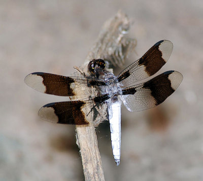 Male