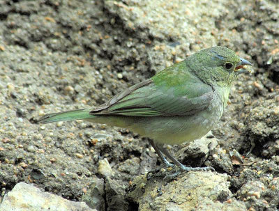 Painted Bunting young male