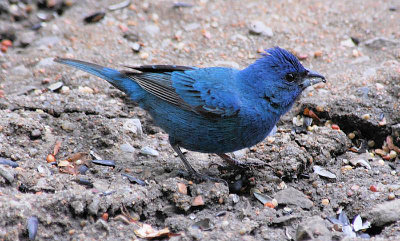 Indigo Bunting male