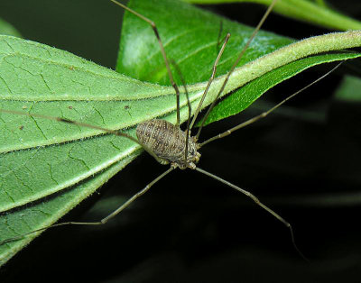 Harvestman