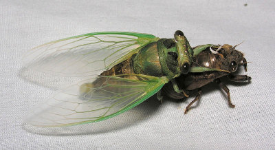 Swamp Cicada and larval shell