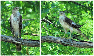 Coopers Hawk