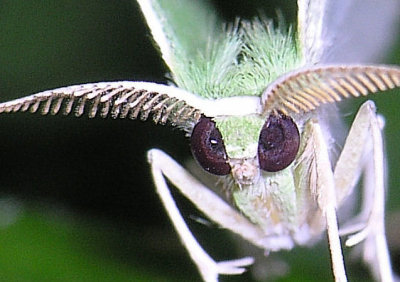 An Emerald species