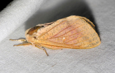 7715  Rosy Maple Moth - Dryocampa rubicunda (worn)