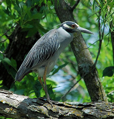 Yellow-crowned Night Heron 2006